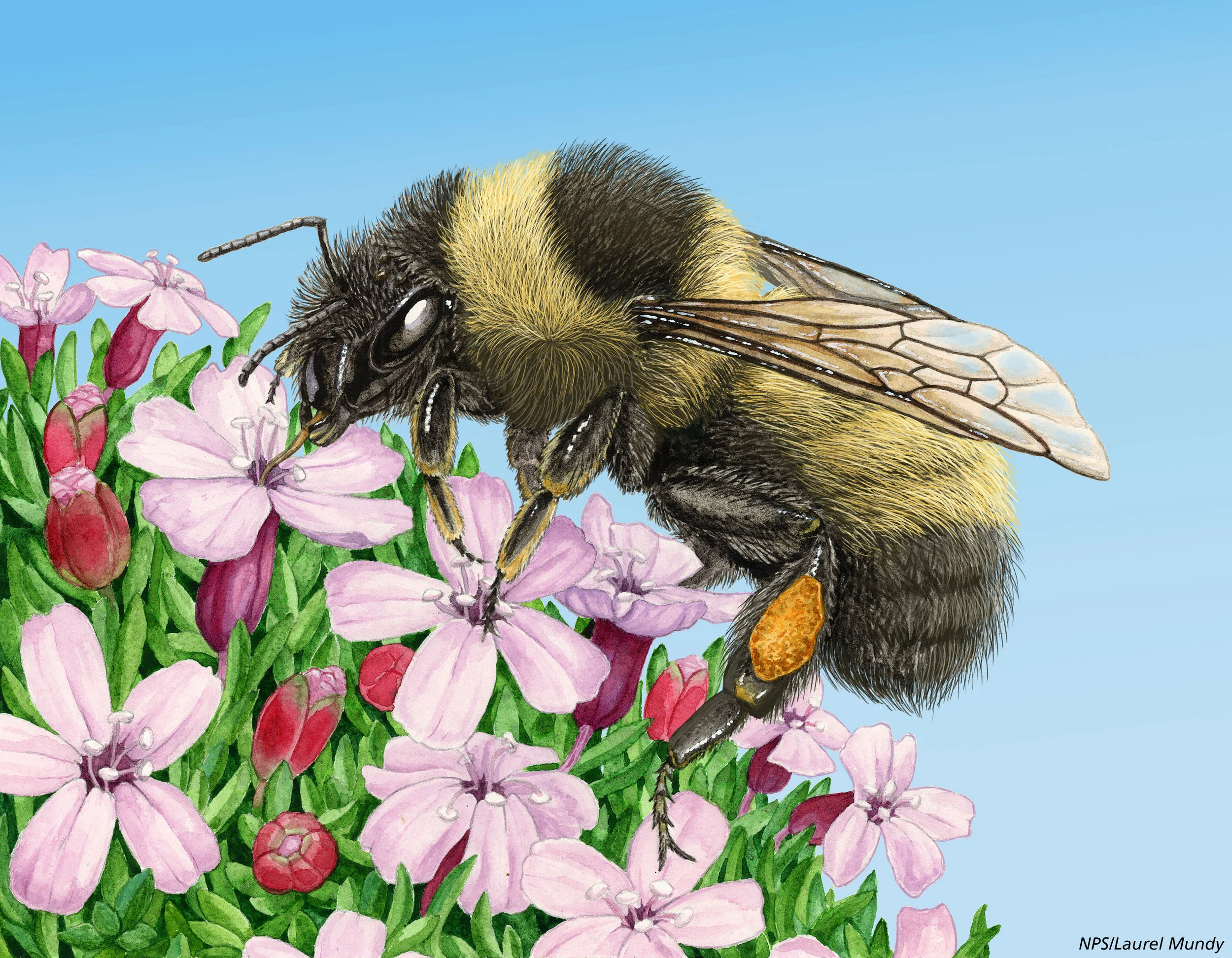Bombus kluanensis