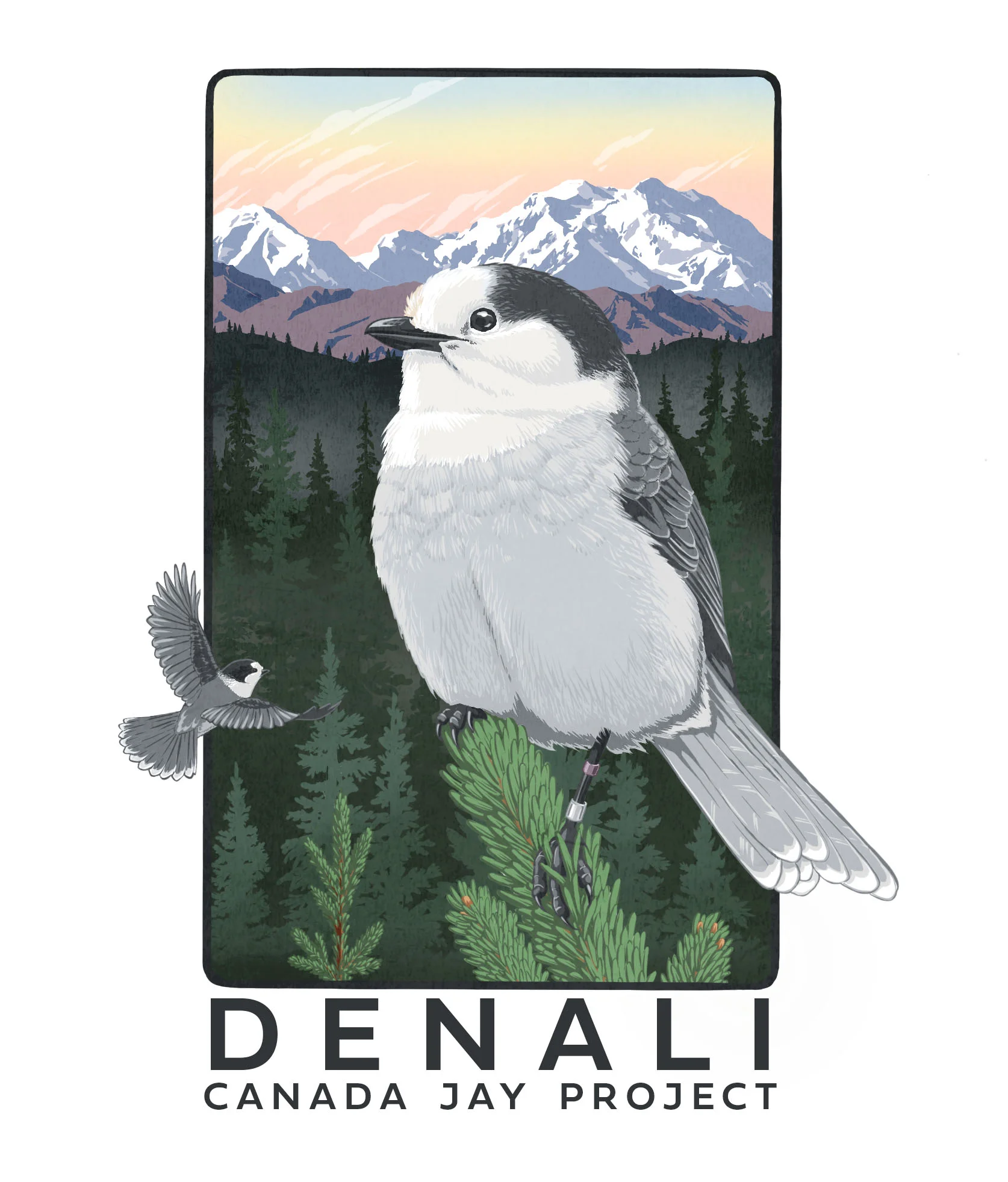 Denali Canada Jay Project (National Park Service)