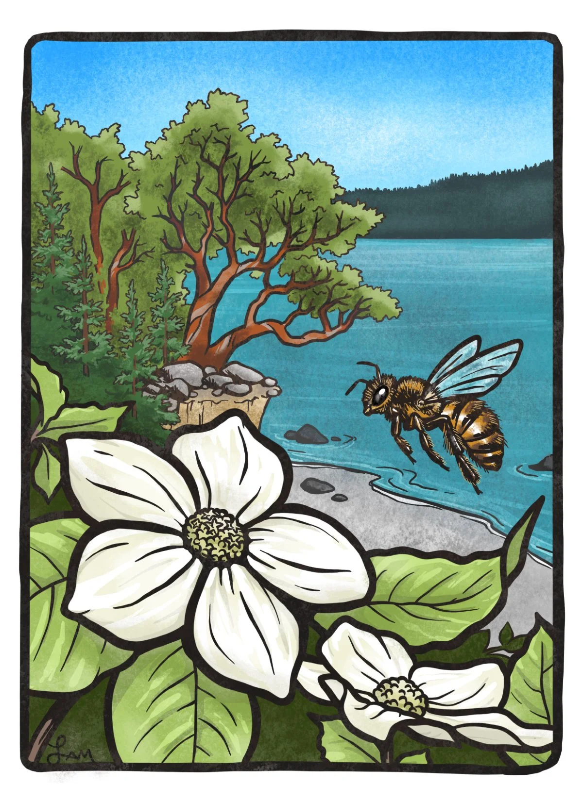 Honey bee visiting a Pacific Dogwood
