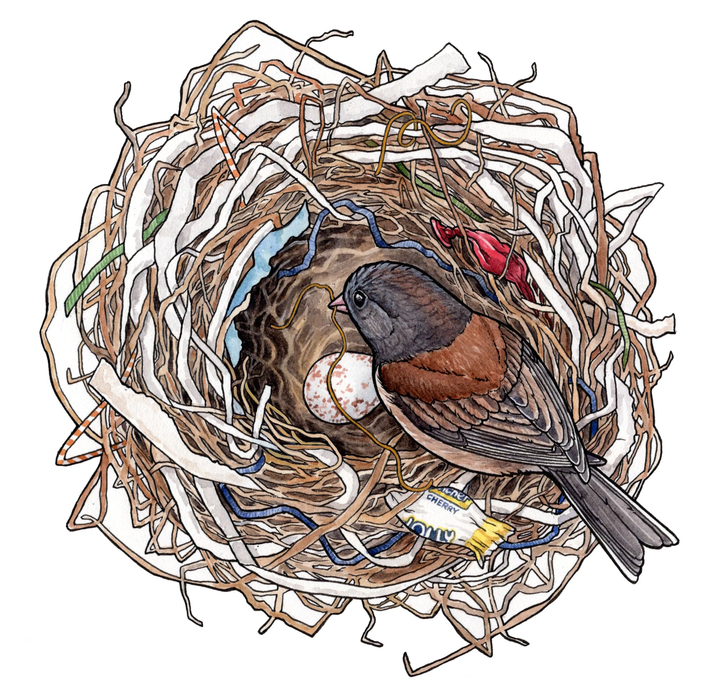 Trashy Junco Nest