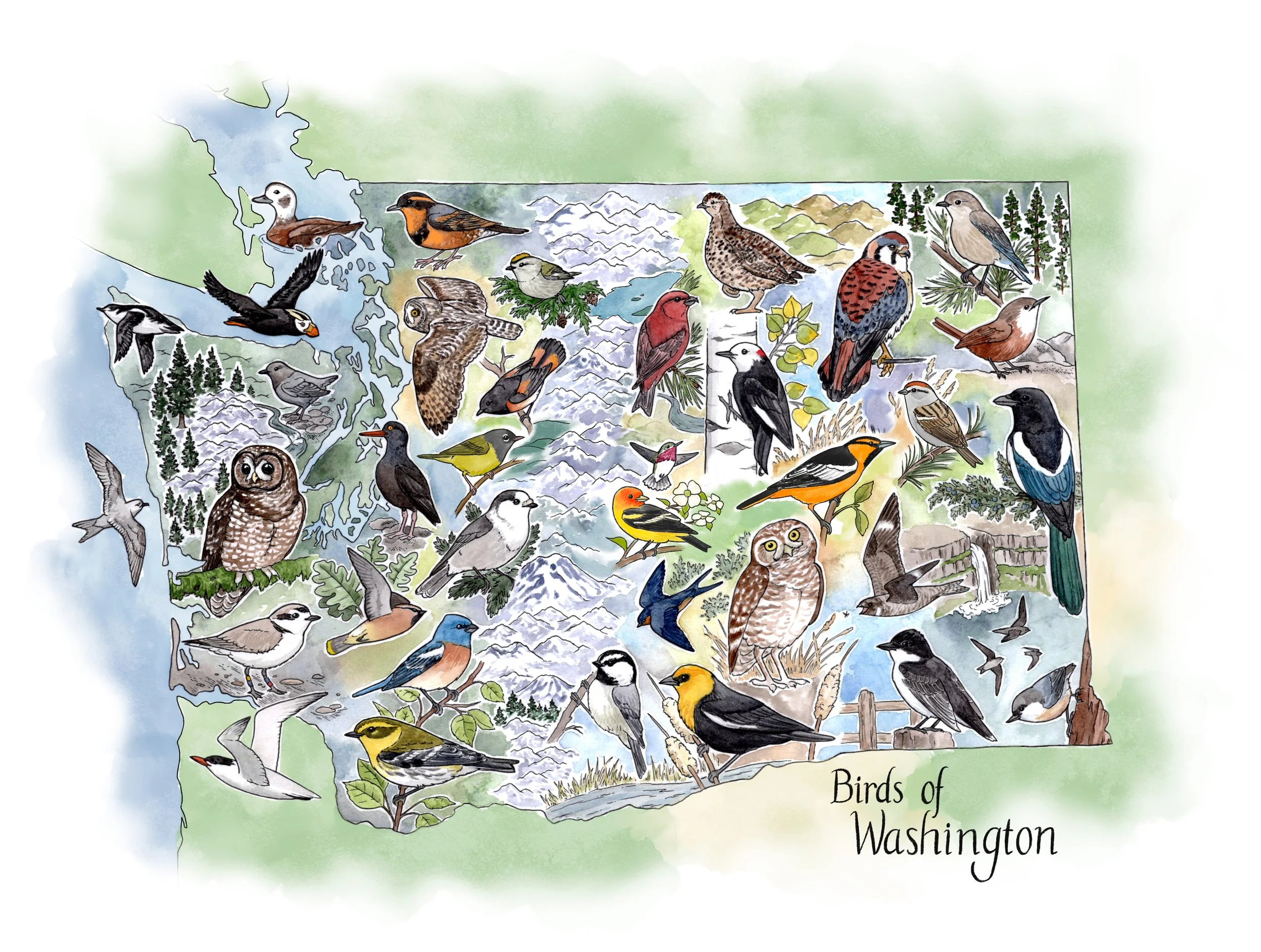 birding_wa-2_1 2 copy.jpg