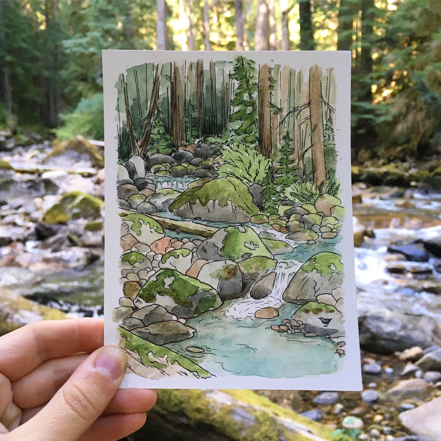 LMundy_Buck Creek and American Dipper sketch.JPG