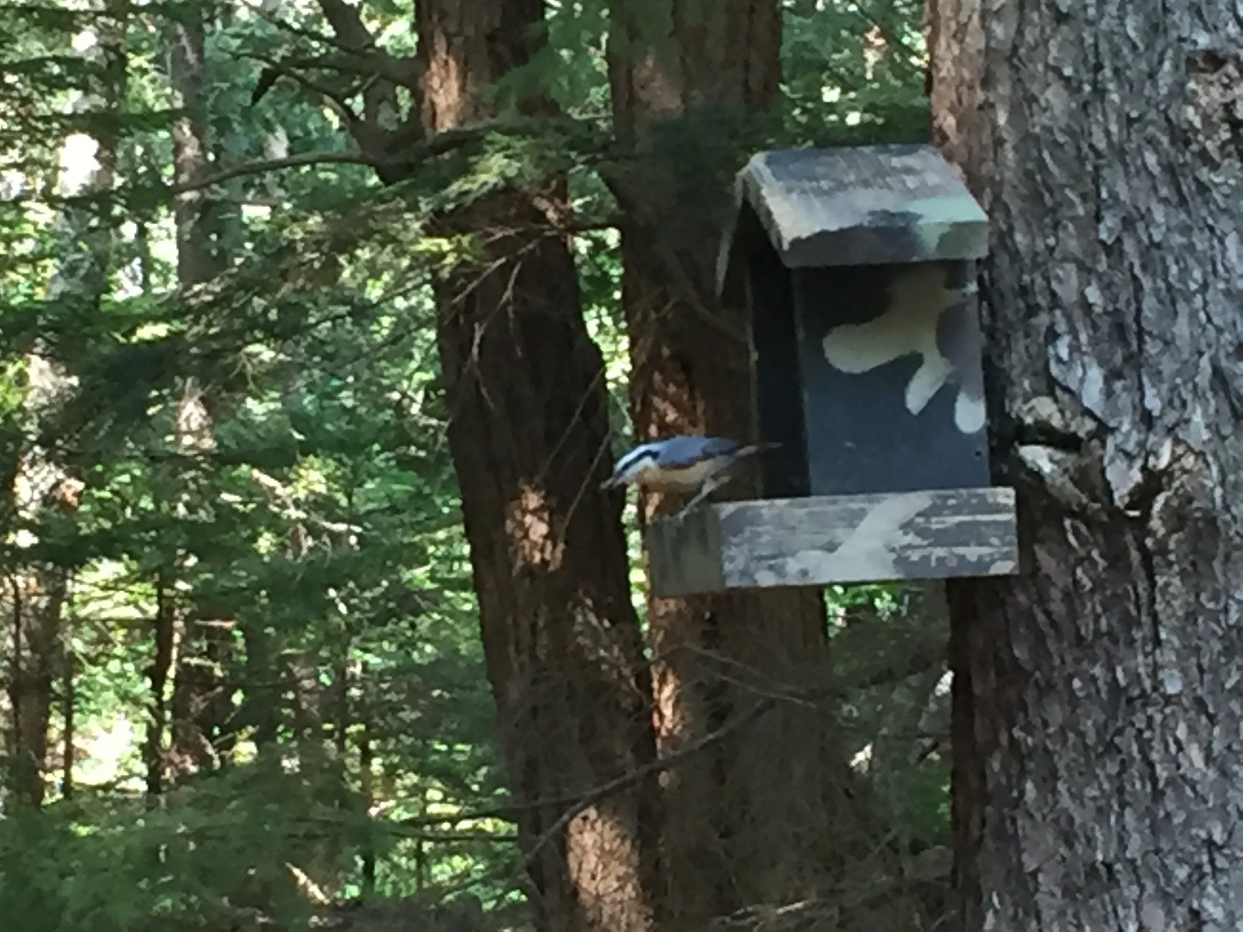 Birding in Shubie Park