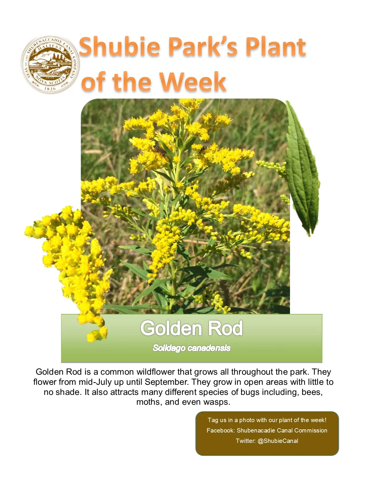Plant of the Week – Goldenrod