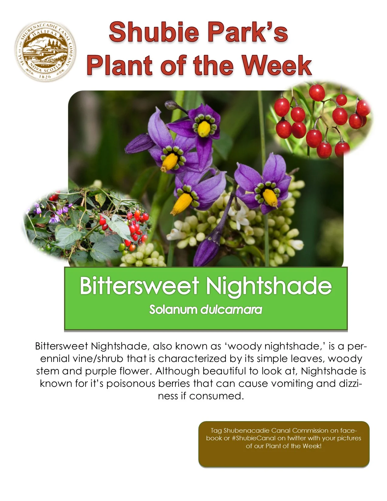 Plant of the Week – Bittersweet Nightshade
