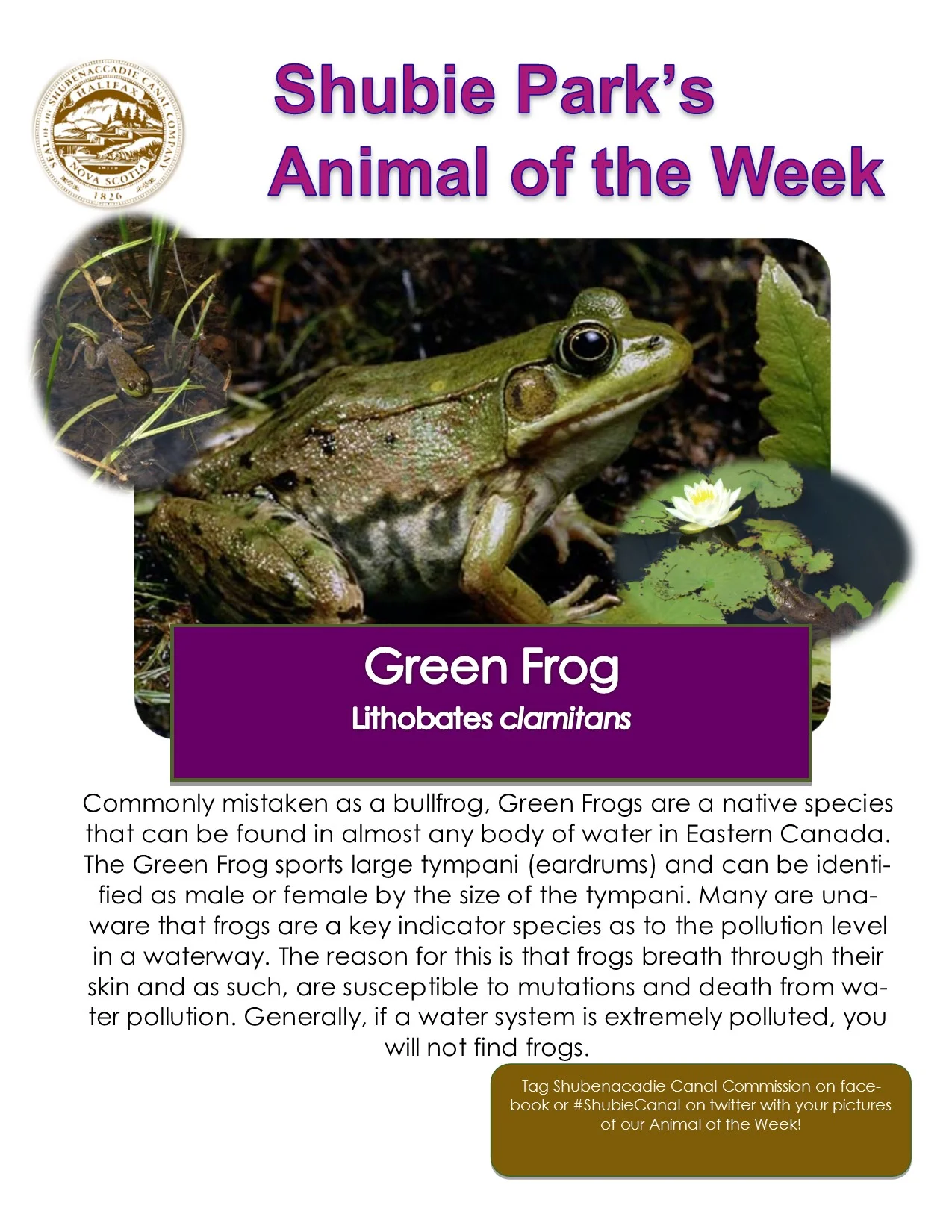 Animal of the Week – Green Frog