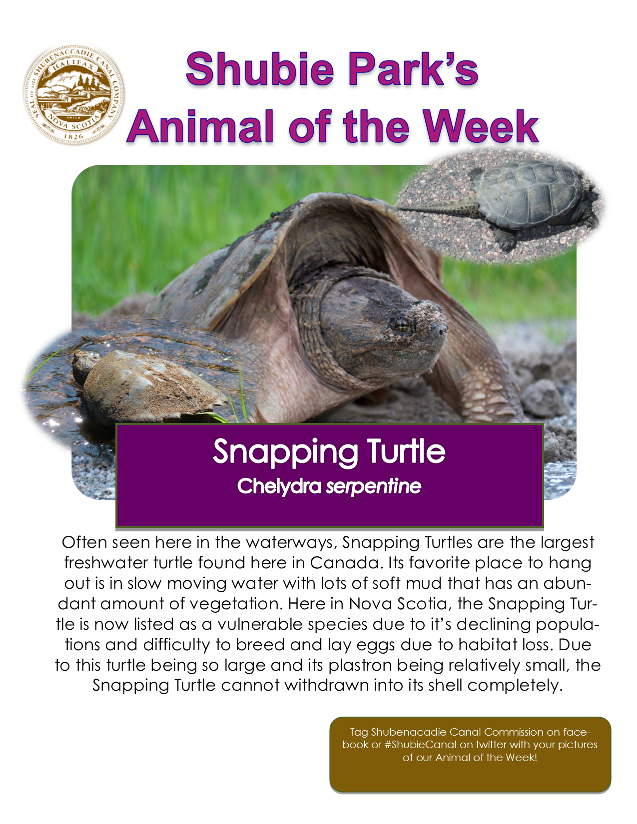 Animal of the Week – Snapping Turtle