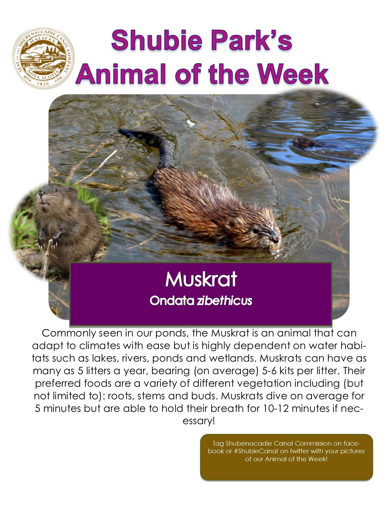 Animal of the Week – Muskrat