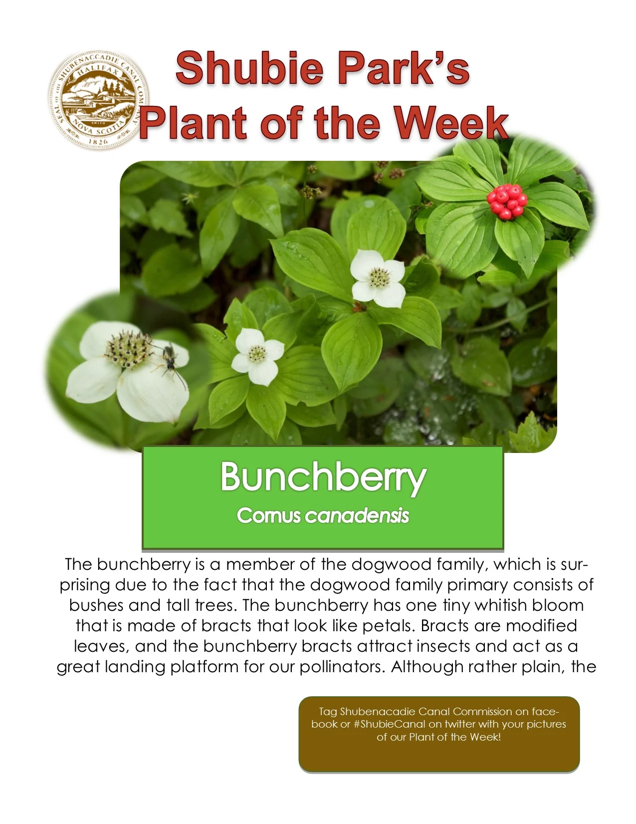 Plant of the Week – Bunchberry