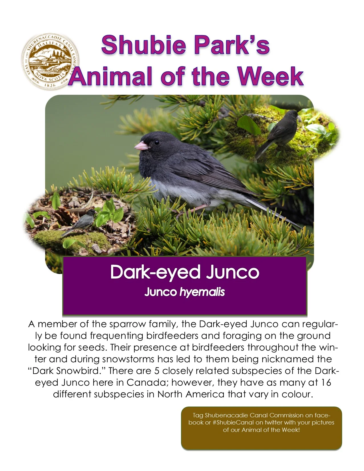 Animal of the Week – Dark-eyed Junco