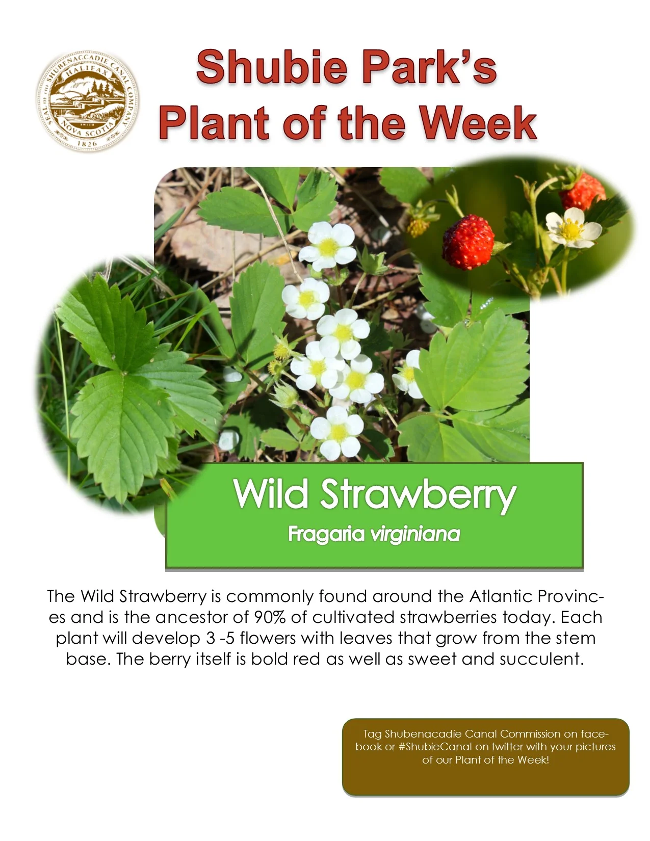 Plant of the Week – Wild Strawberry