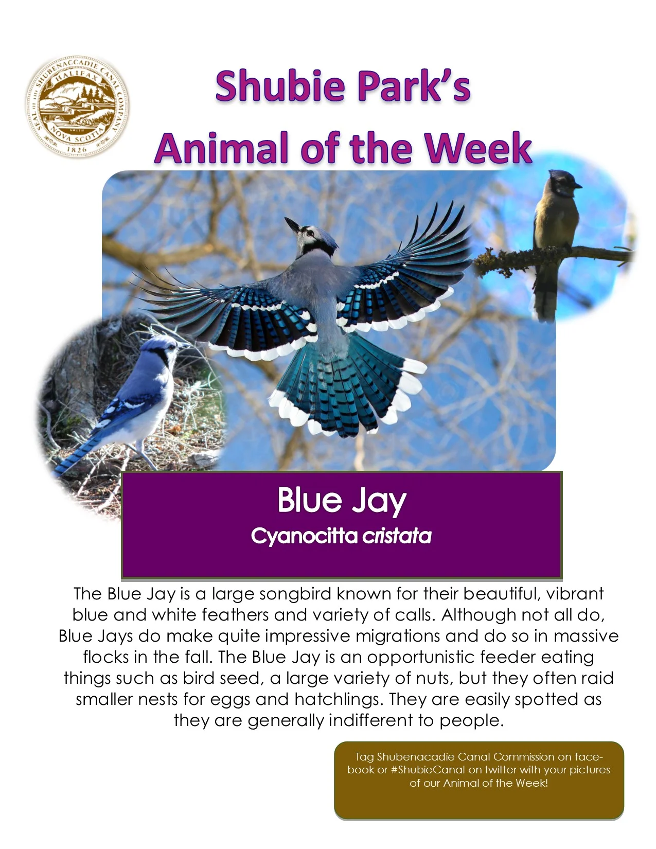 Animal of the Week – Blue Jay