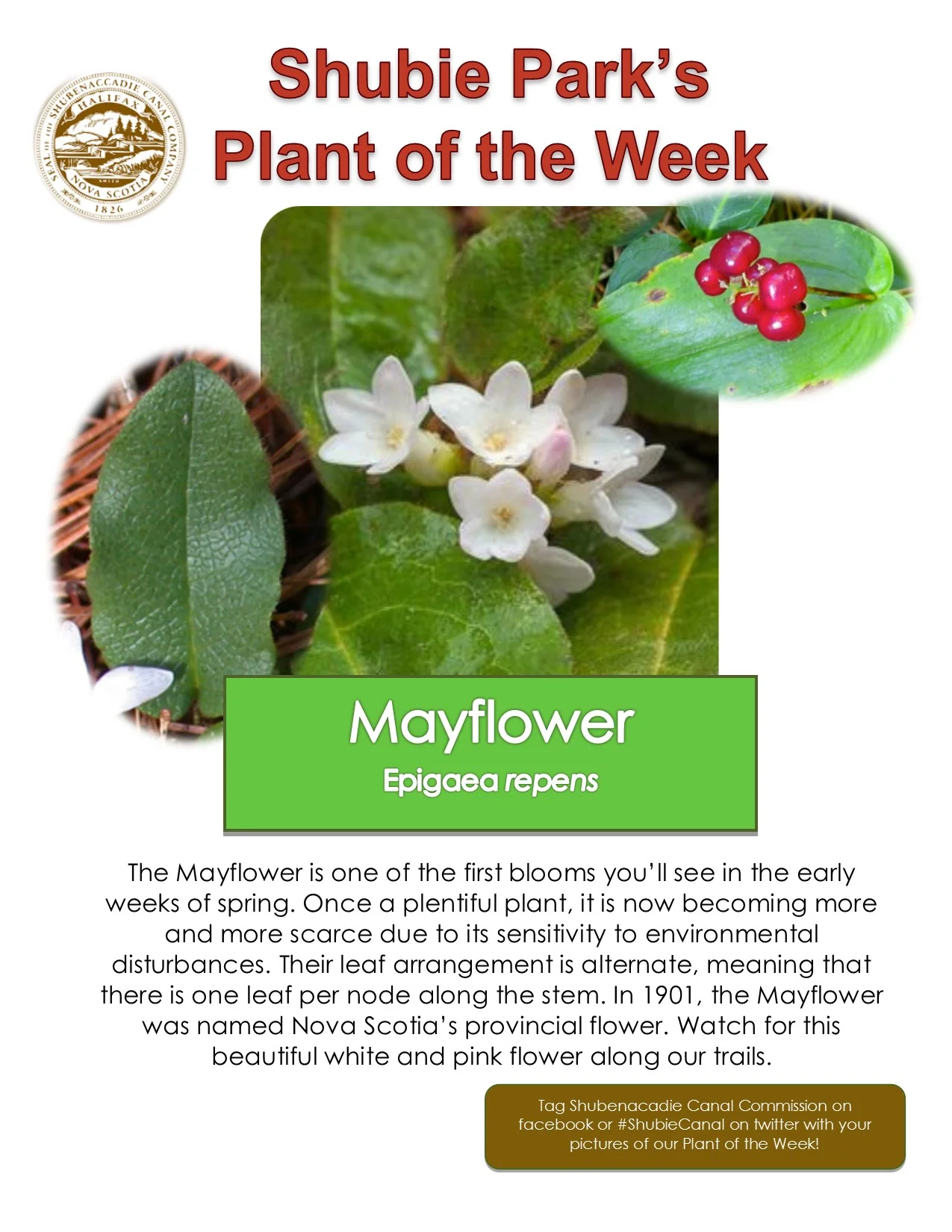 Plant of the Week – Mayflower