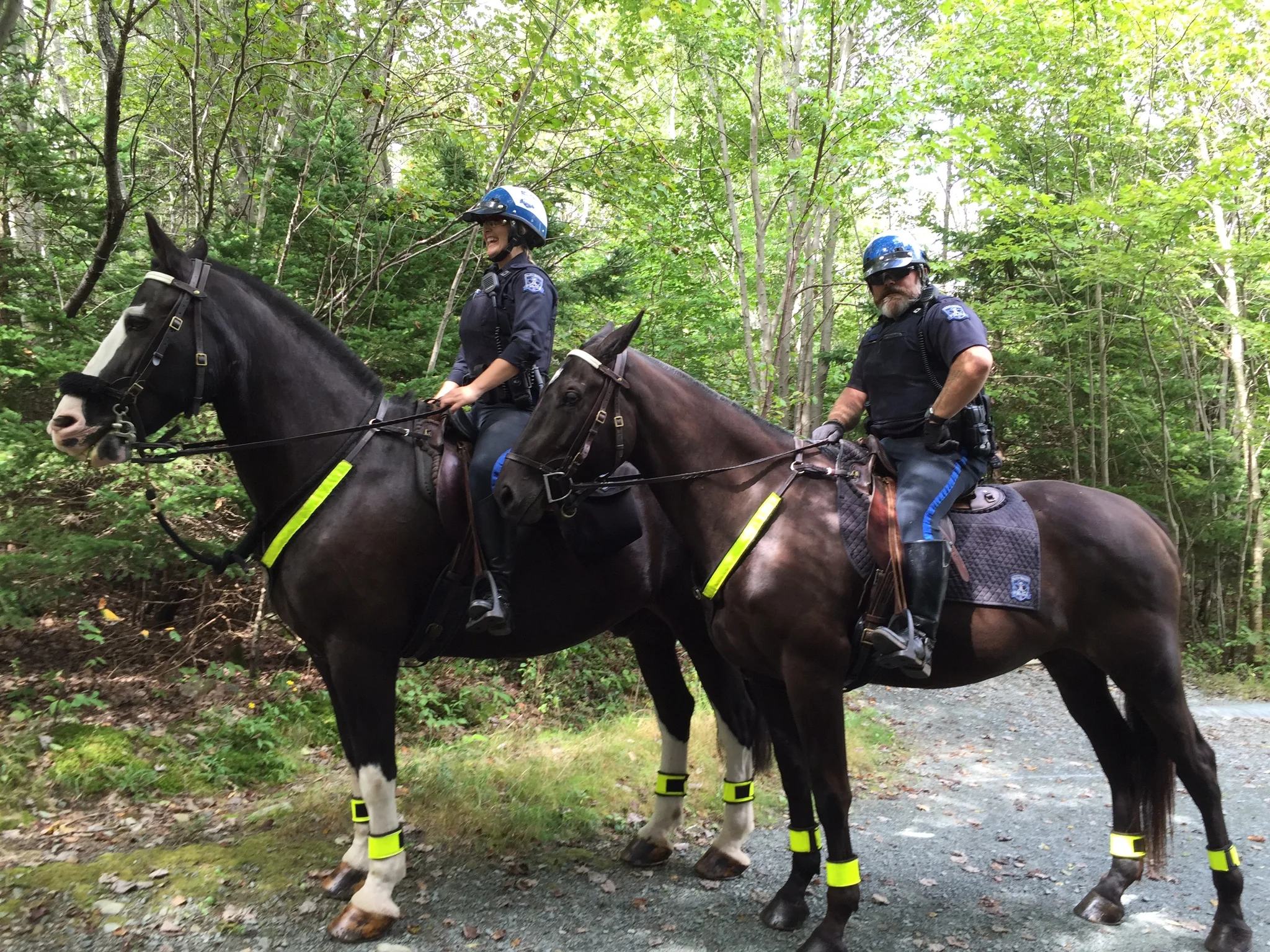 Horse force on the trail