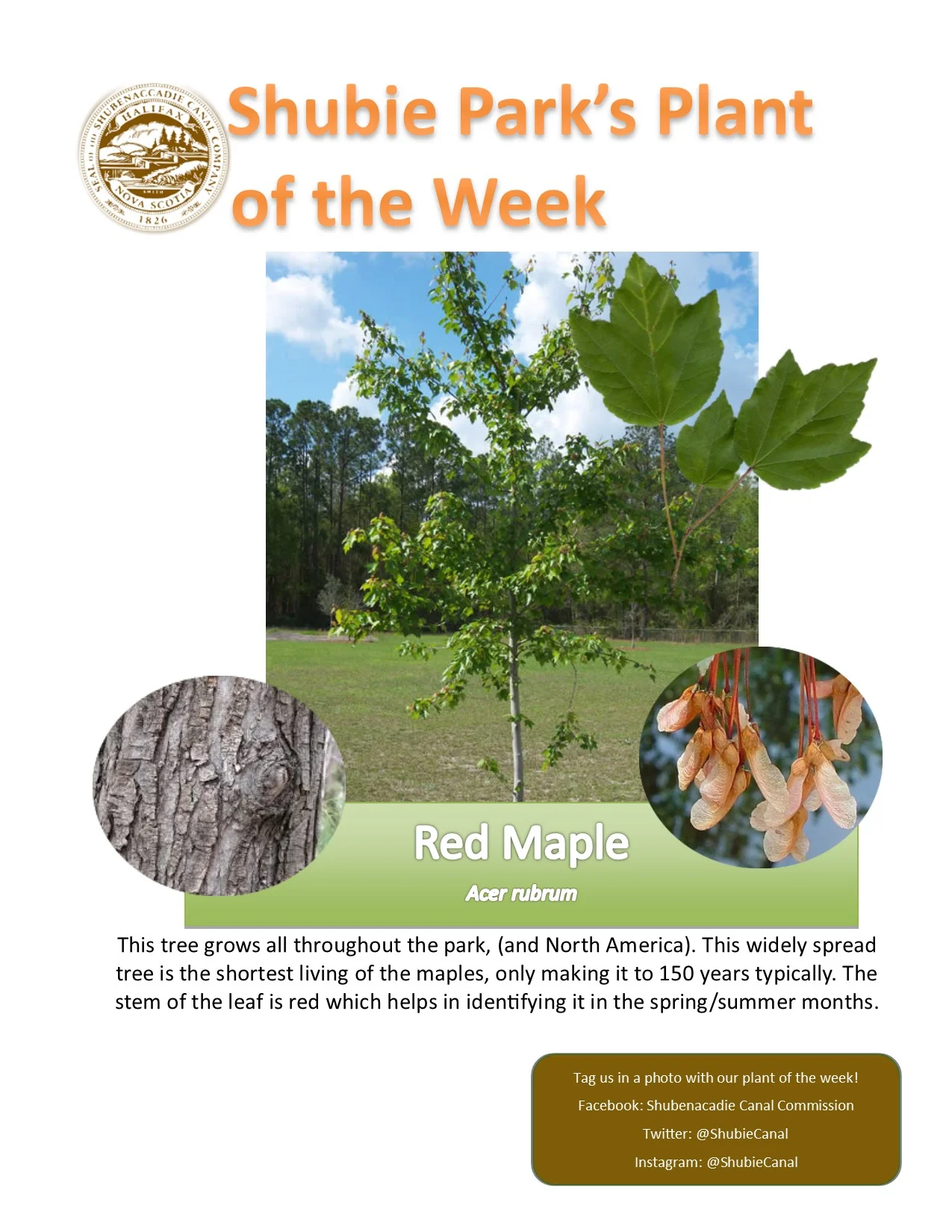 The Plant of the Week is Red Maple
