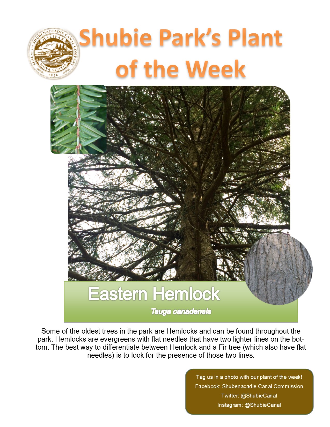 The Plant of the Week is Eastern Hemlock