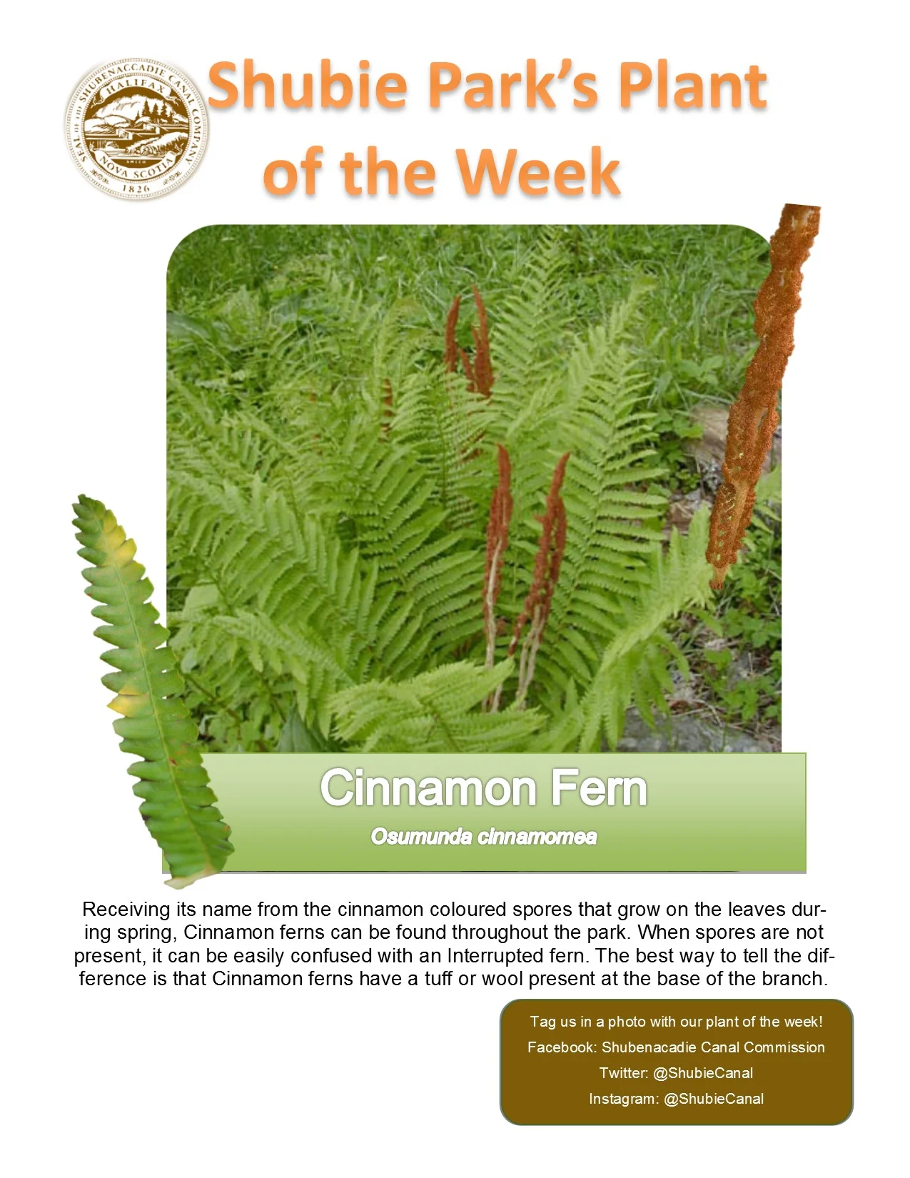 The Plant of the Week is Cinnamon Fern
