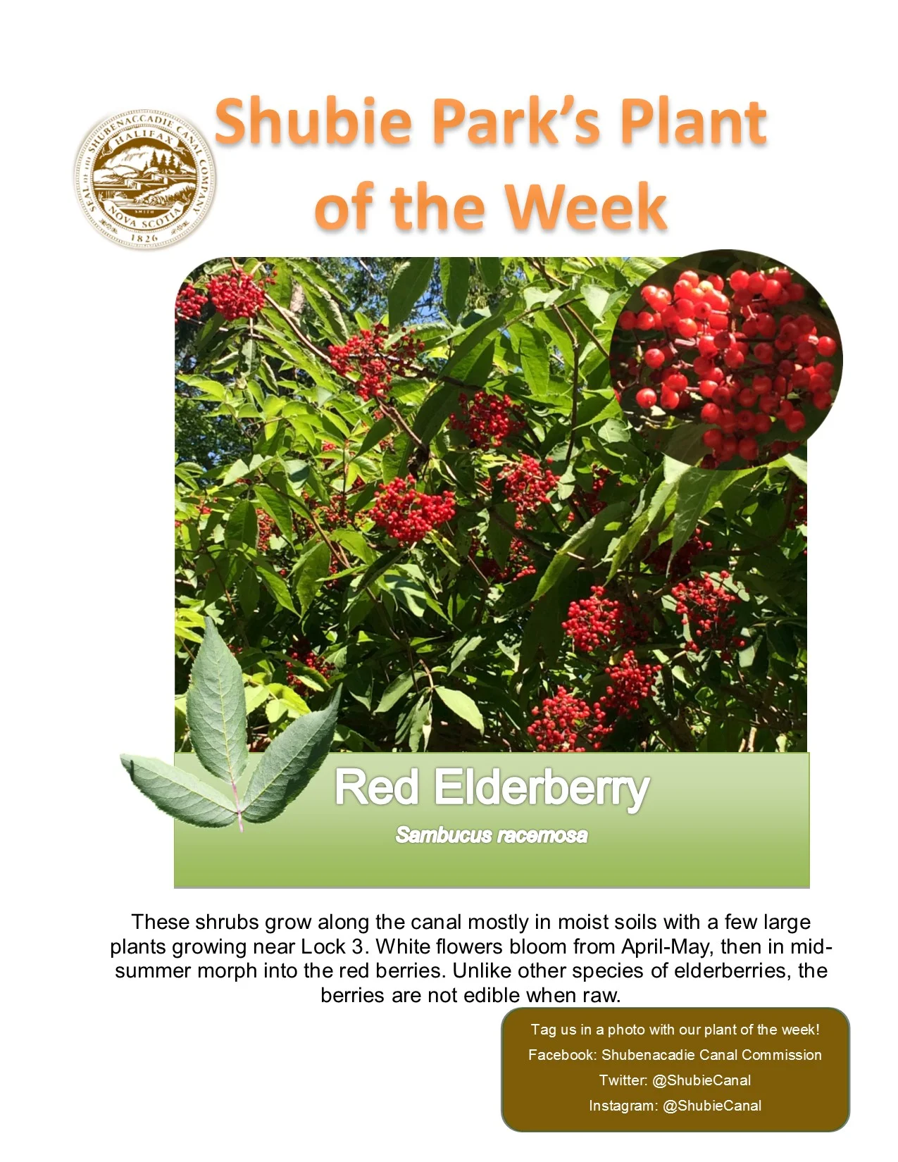 The Plant of the week is Red Elderberry