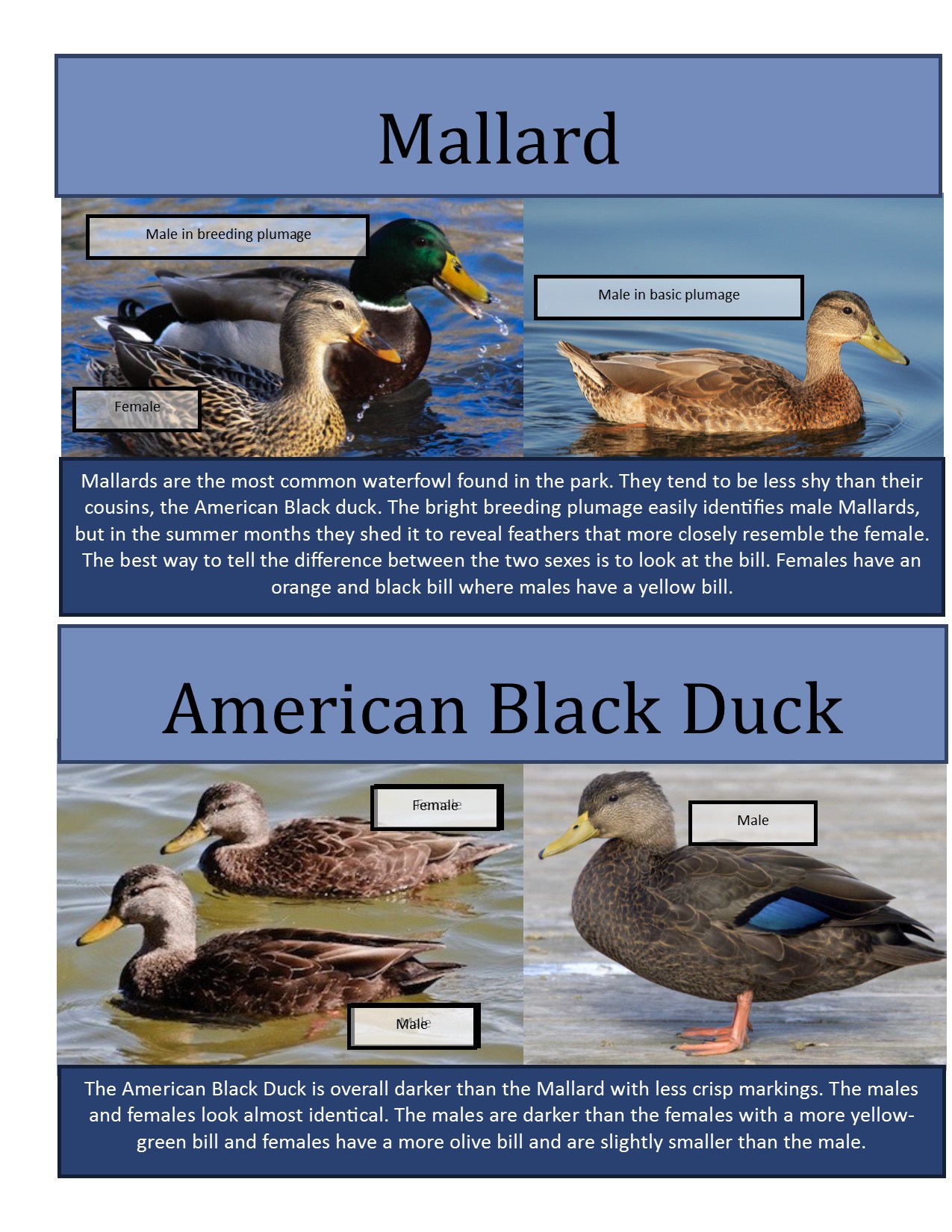 Waterfowl in Shubie Park