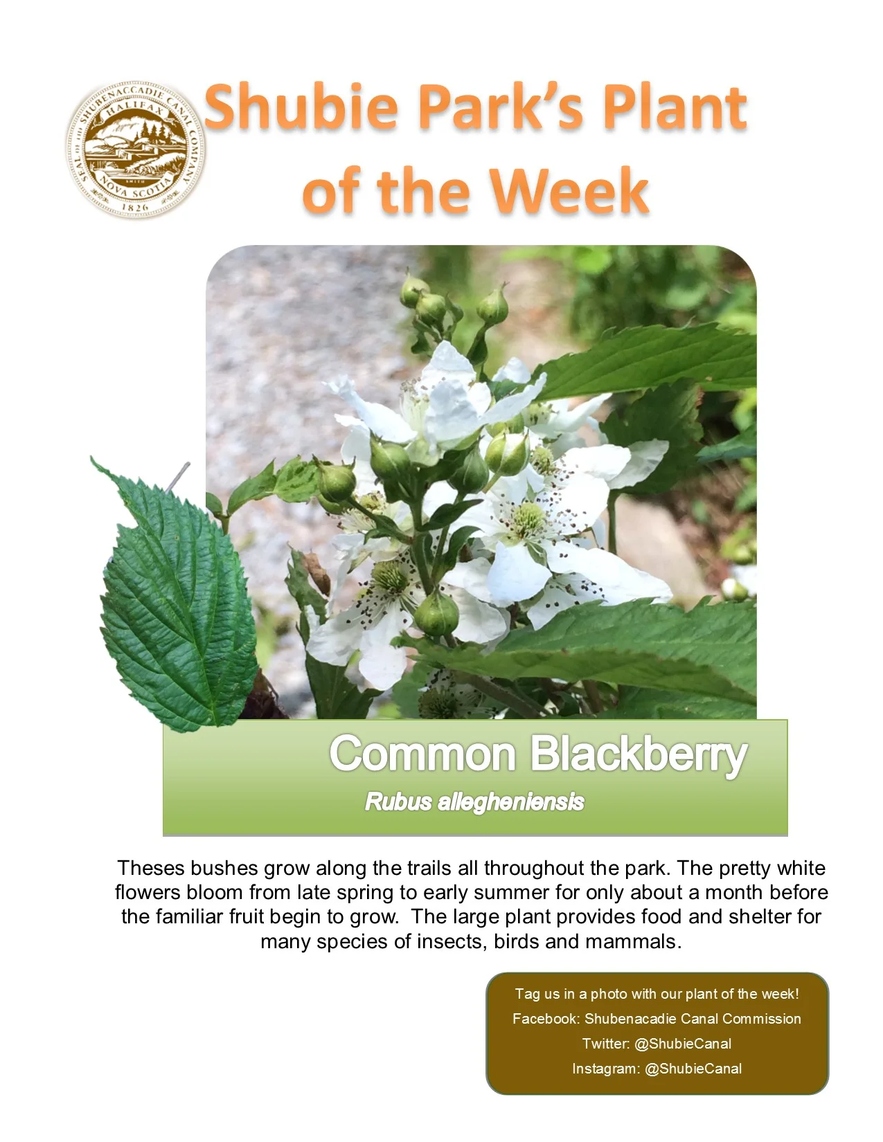 Common Blackberry is our plant of the week.