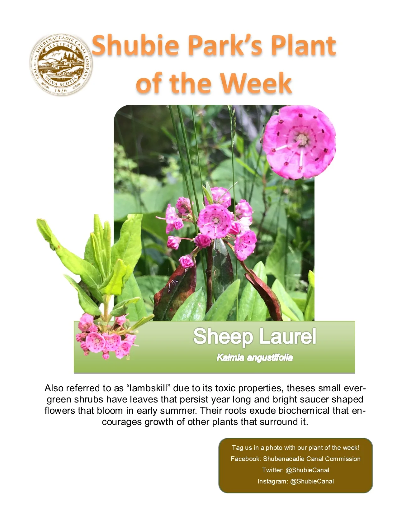Sheep Laurel is our plant of the week