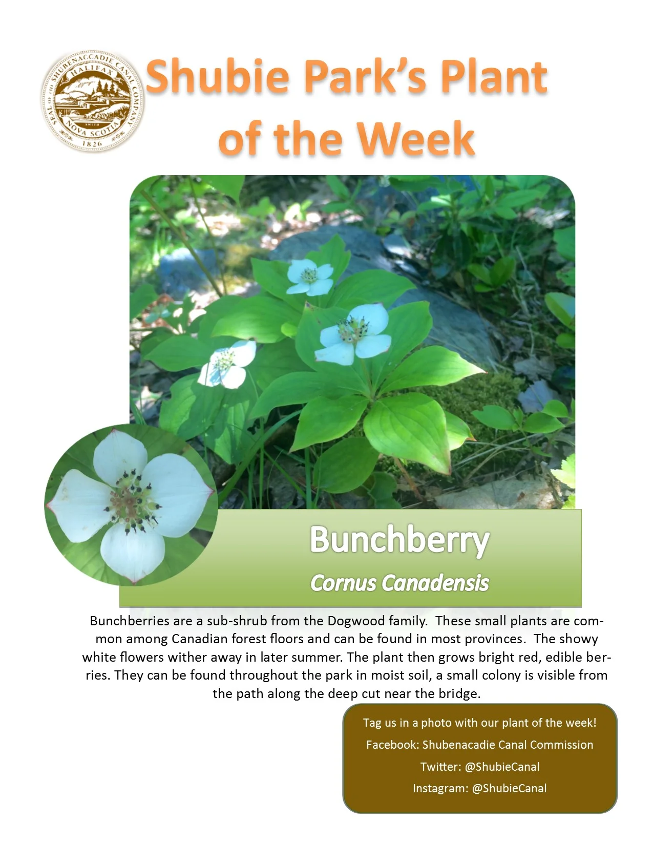 Bunchberry is our plant of the week.