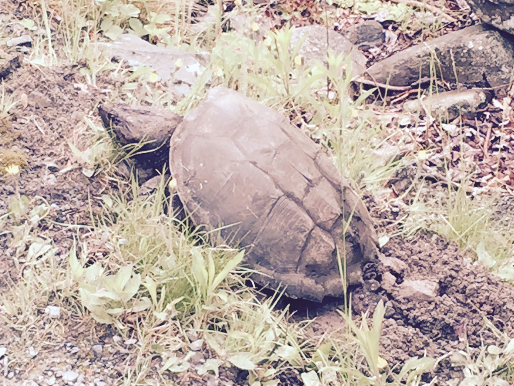 Turtle laying eggs beside the path in Shubie Park