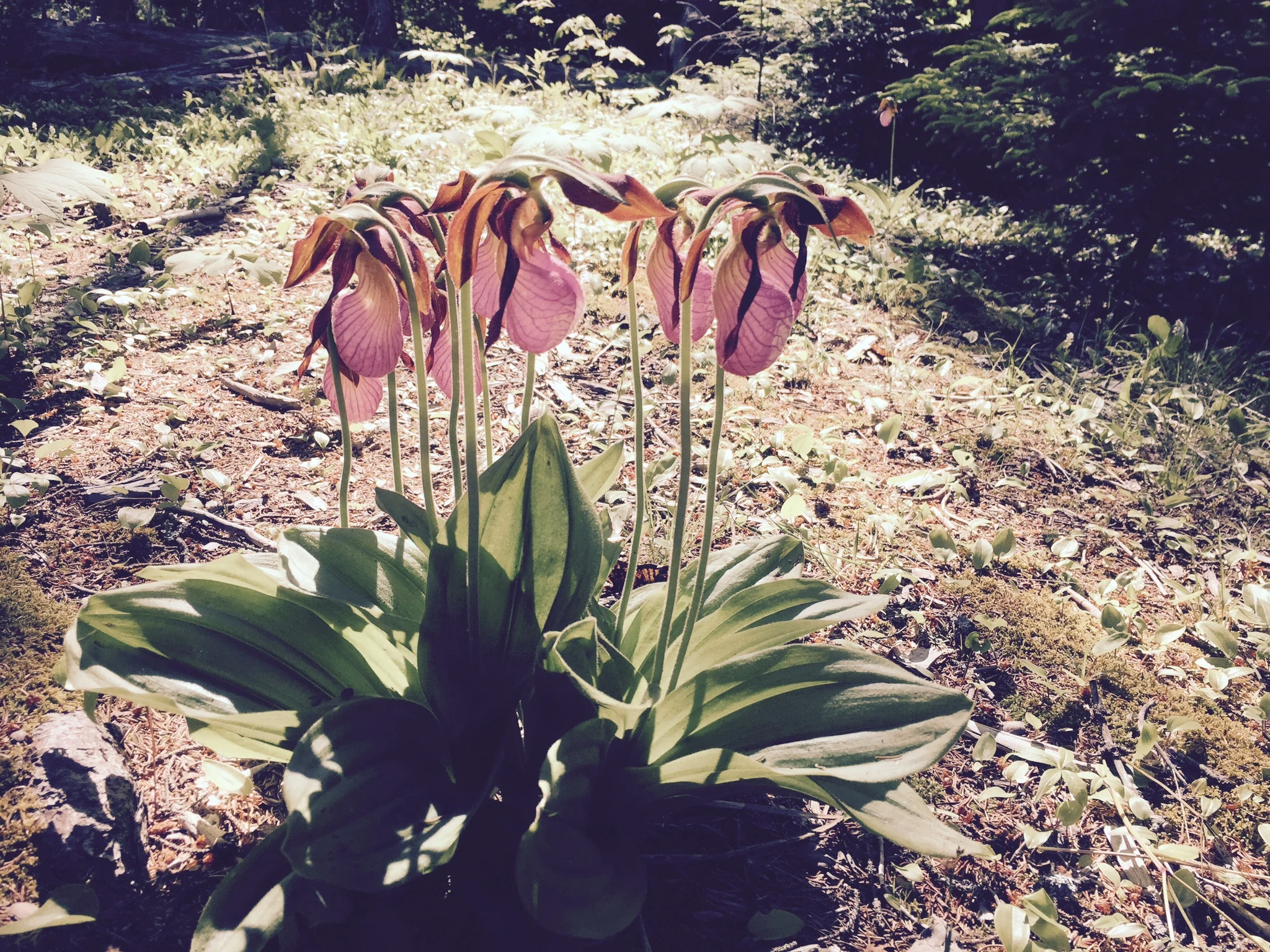 Lady’s Slippers in bloom at Shubie Park