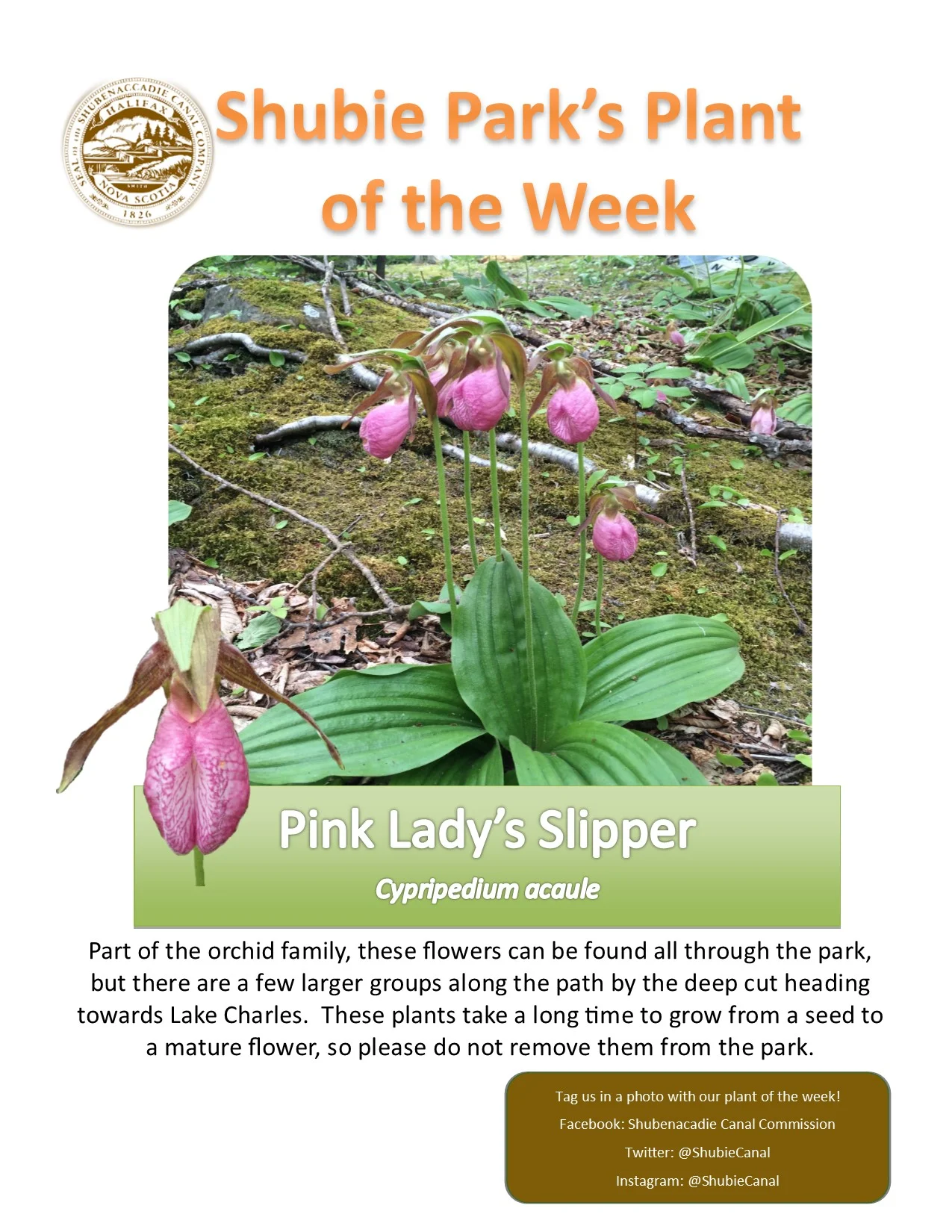 The Pink Lady’s Slipper is our plant of the week.