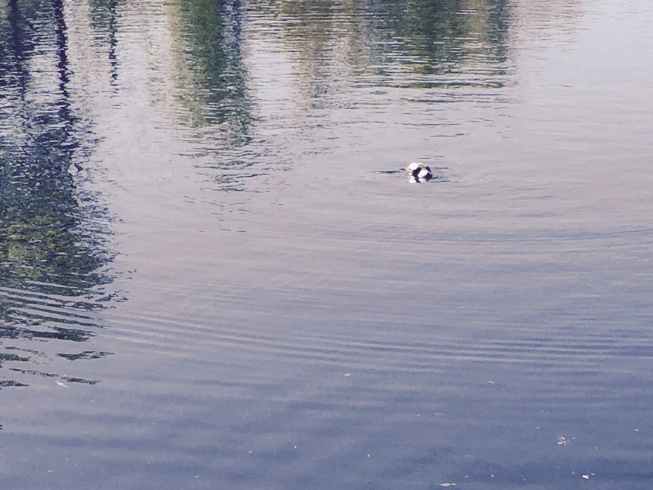 A seal in the headpond at Shubie Park
