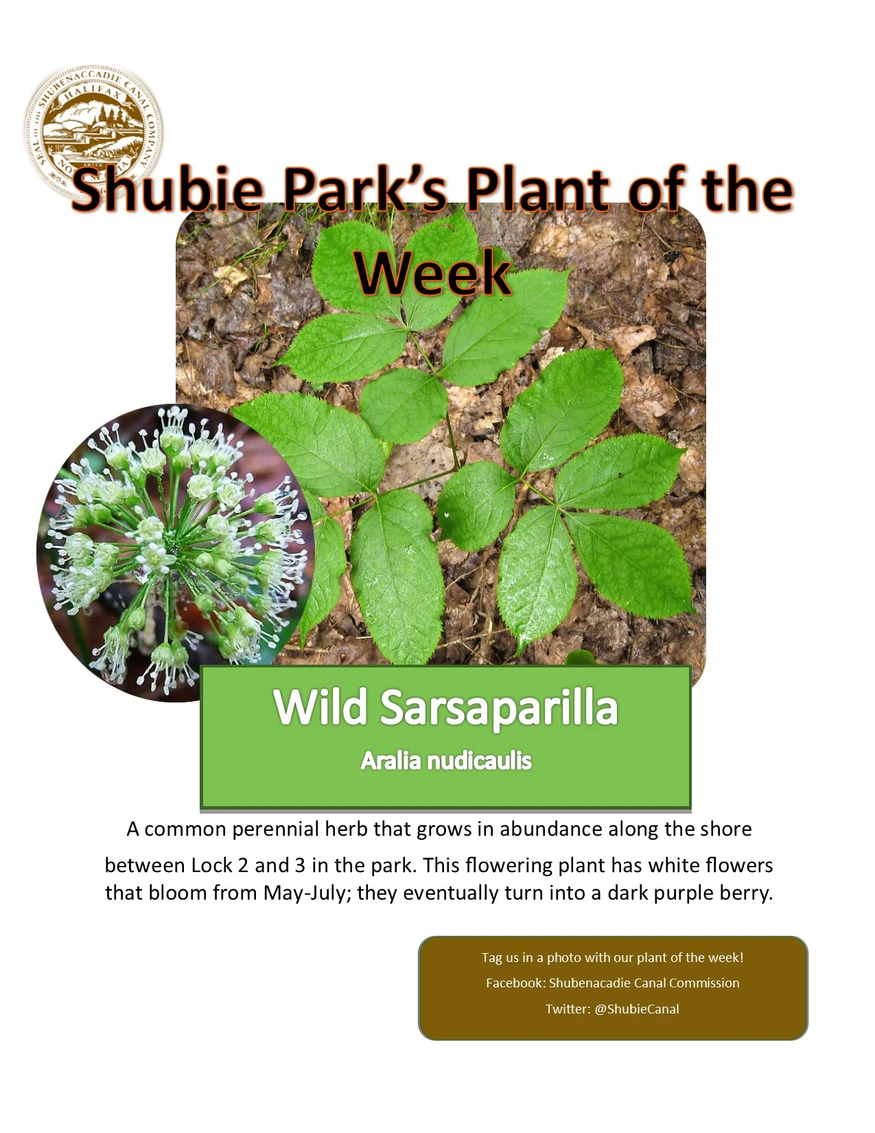 Wild Sarsaparilla is our plant of the week.