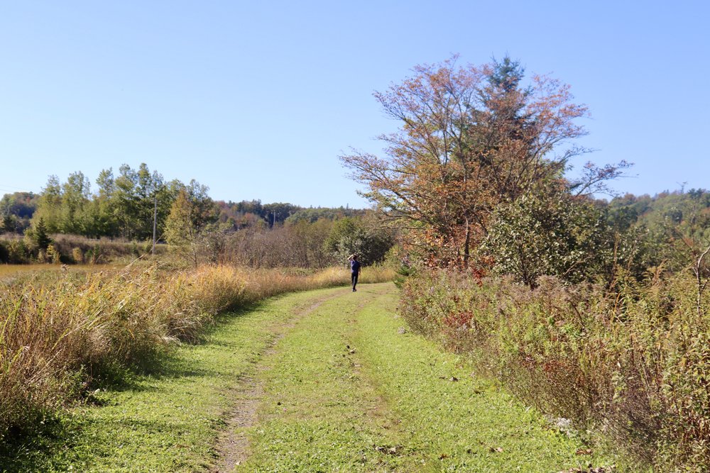 The wetlands trail
