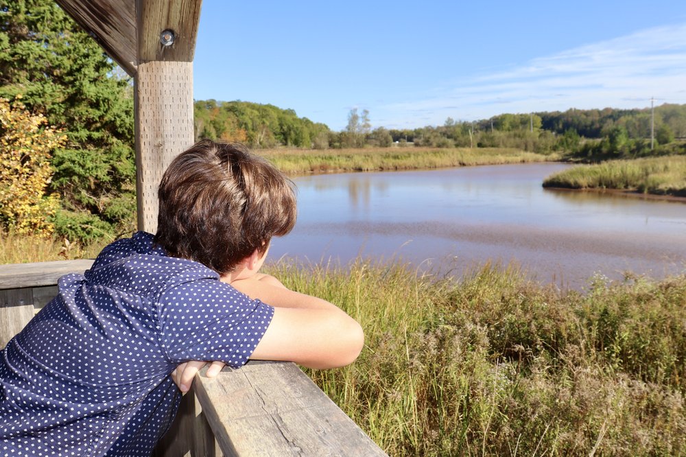 Wetlands view