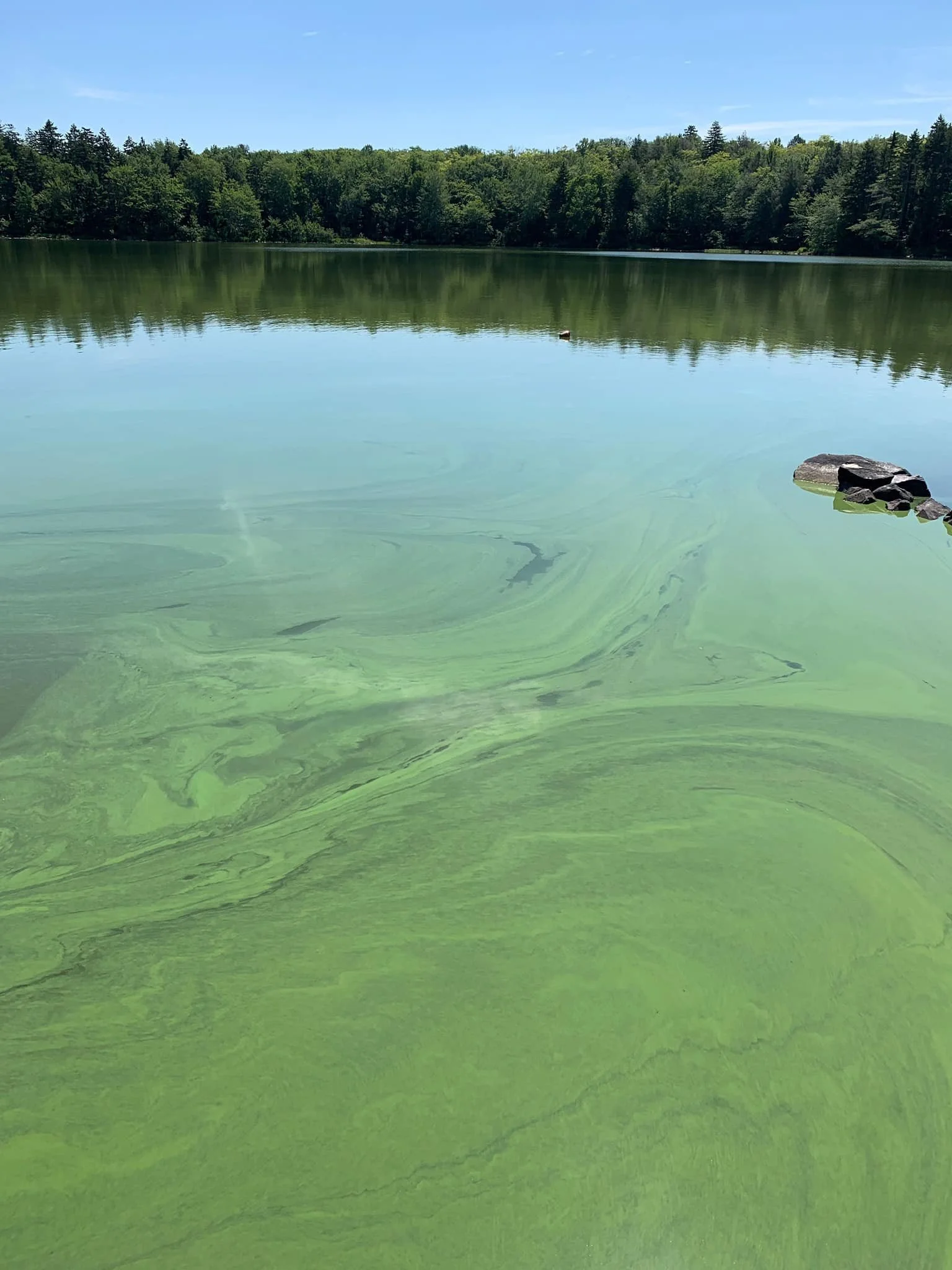 SWW-28082020-Algae3.jpg