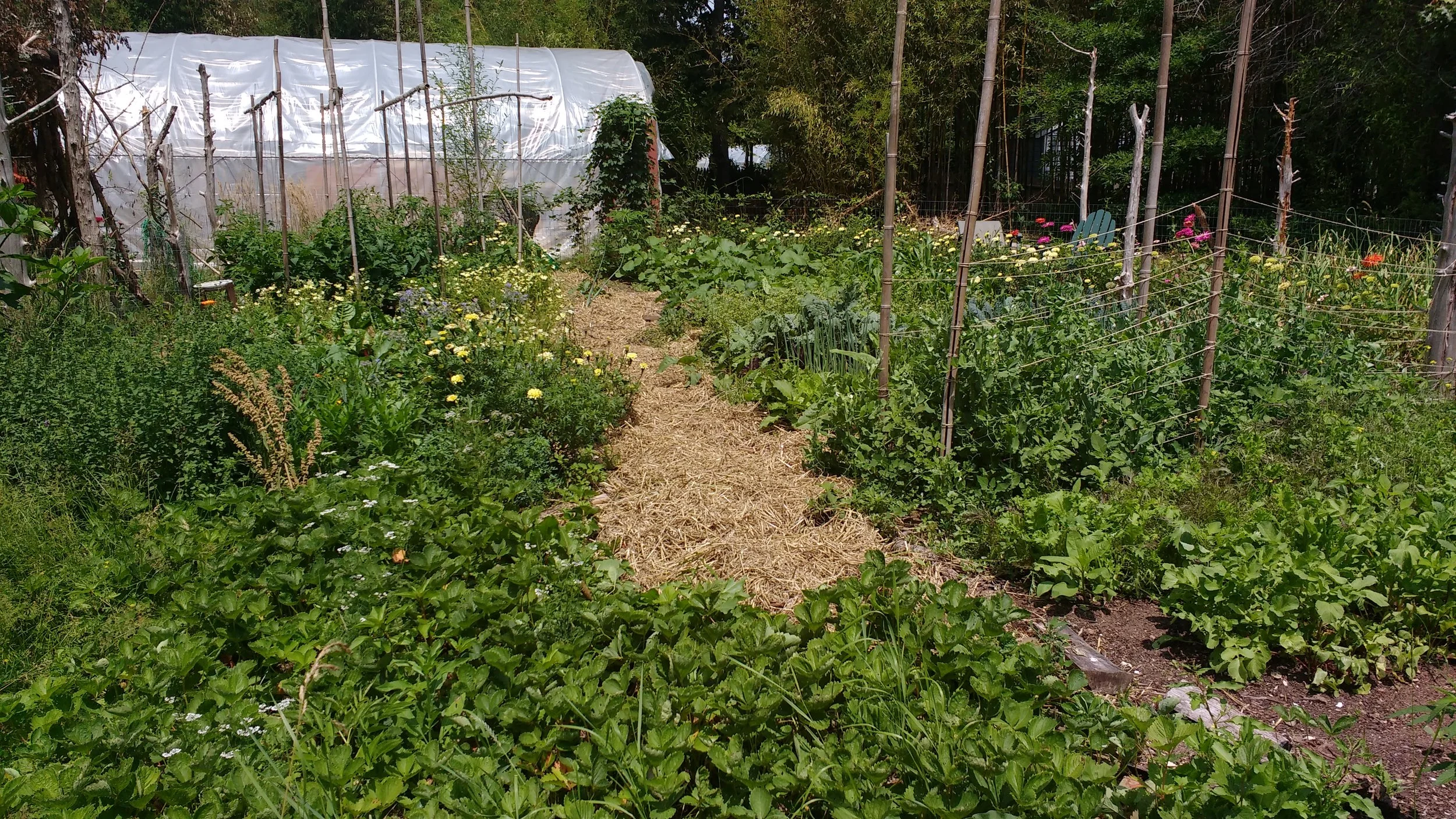 One of my gardens