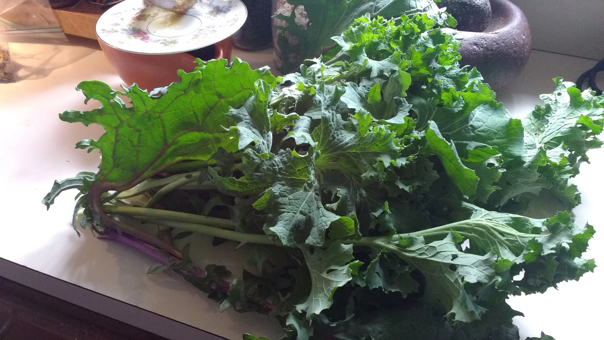 Fresh kale in December!