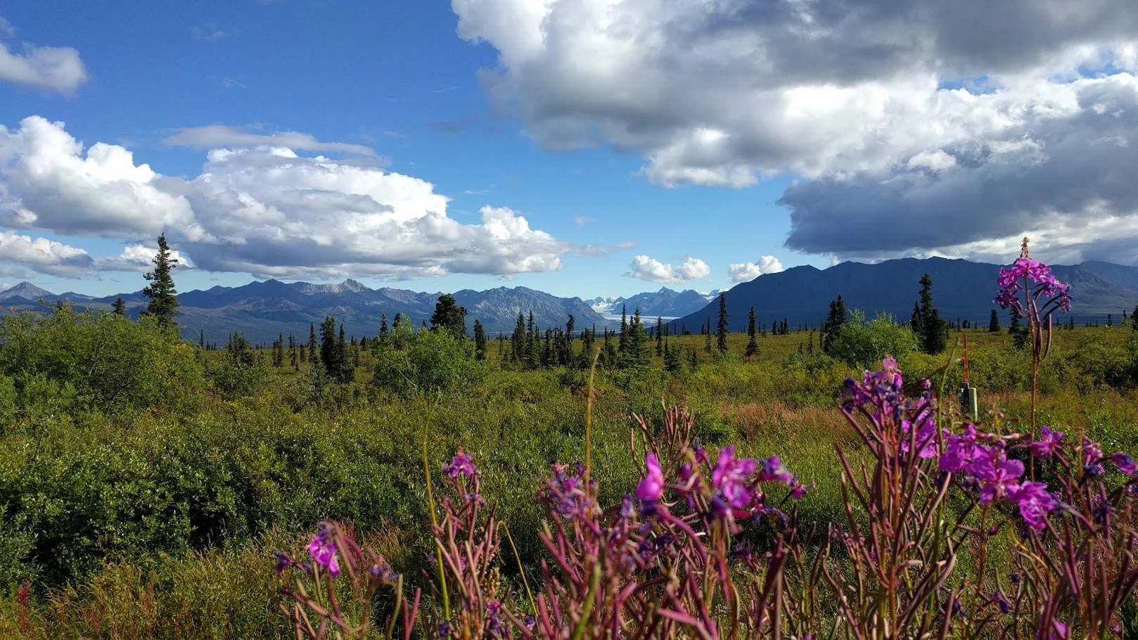 Alaska flower.jpg
