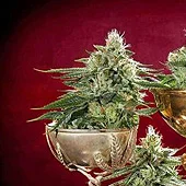 JAHnetics San Francisco Cannabis Delivery