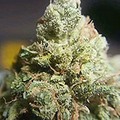 JAHnetics San Francisco Cannabis Delivery