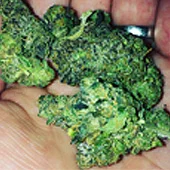 JAHnetics San Francisco Cannabis Delivery