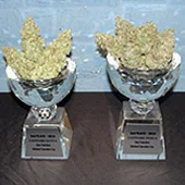 JAHnetics-aWARD-cANNABIS-cUP-.jpg