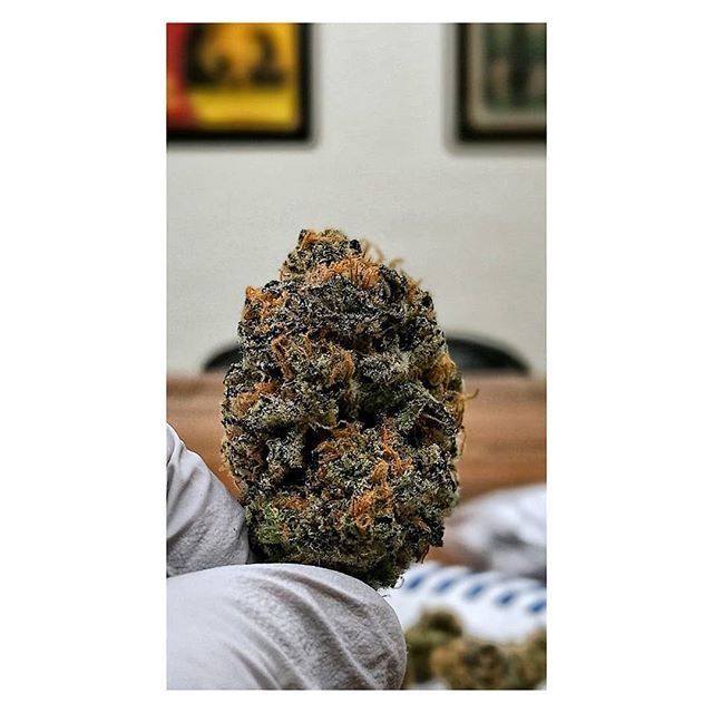 Pineapple 🍍Cookies 🍪
Aka the triple threat. It looks good, tastes good, and smells amazing

#Jahnetics #pineapplecookies #growyourown #CannabisDelivery #cannabiscommunity #cannabisculture #420 #weedporn