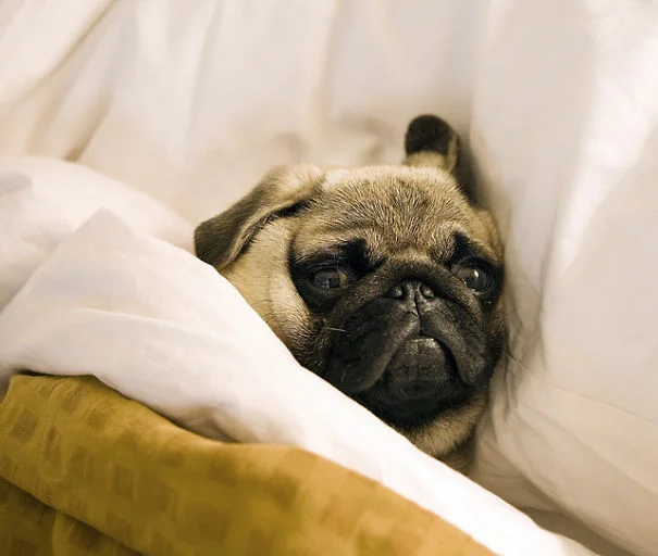 Good night! Sleep well.