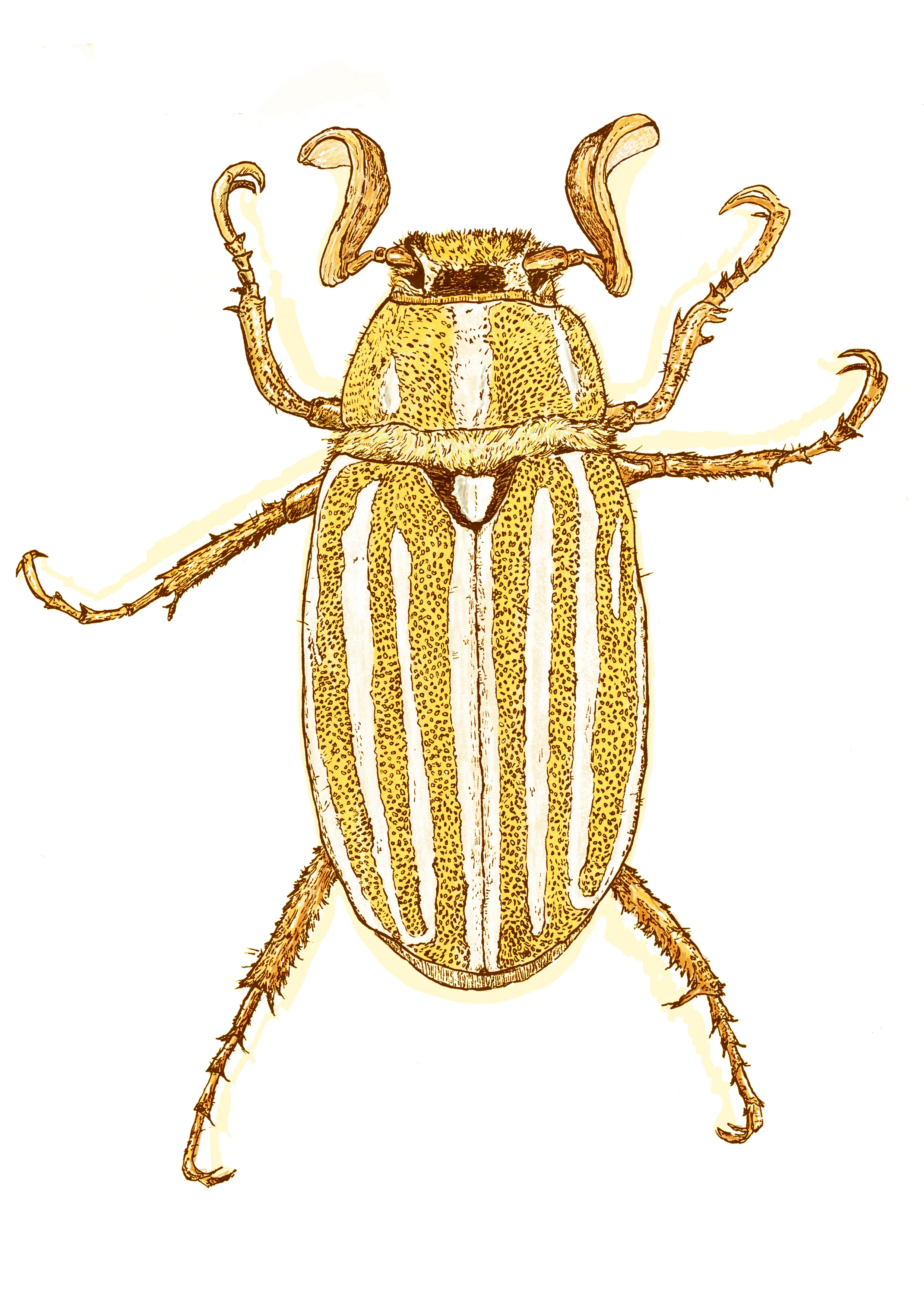 Beetles