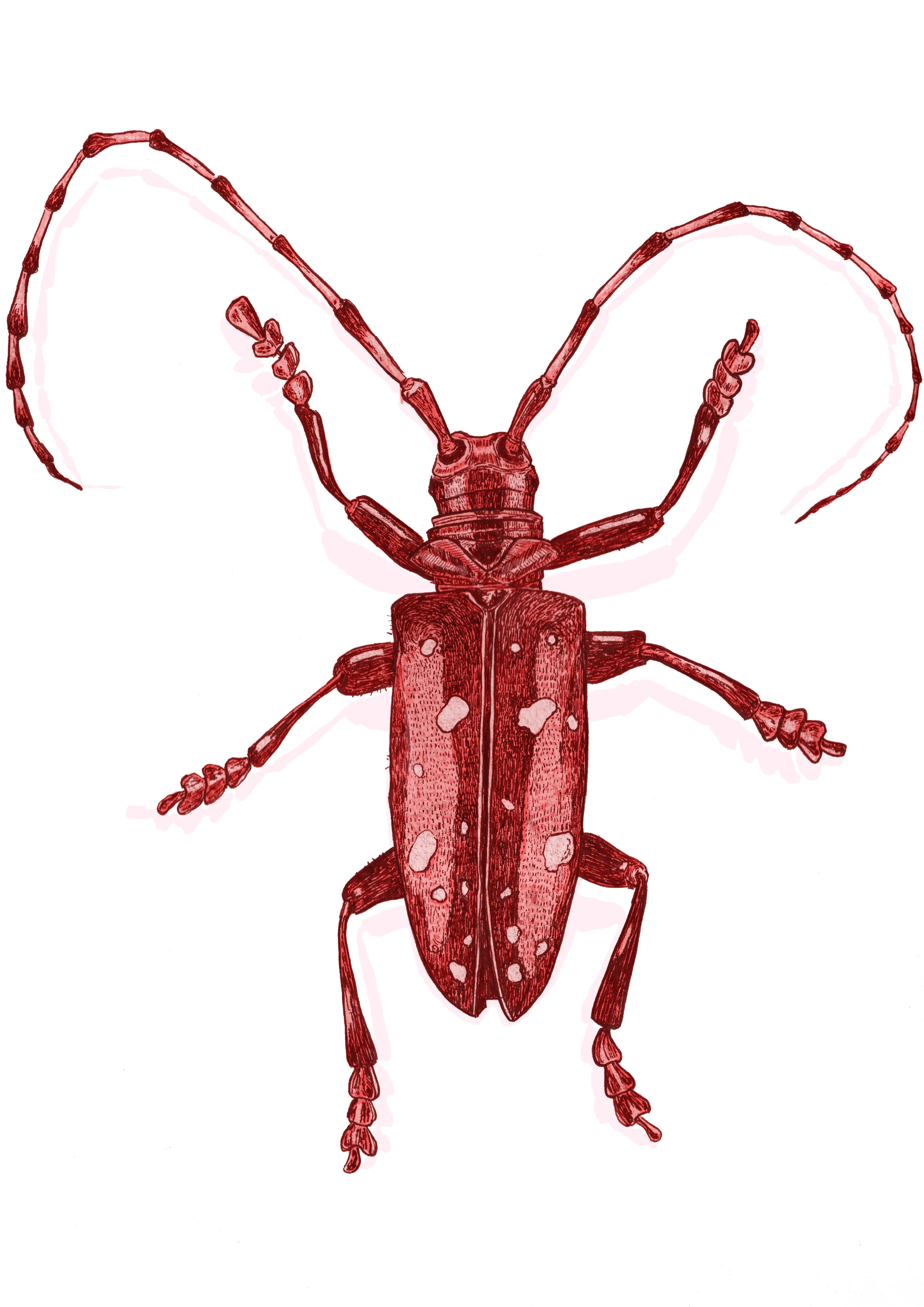 Beetles