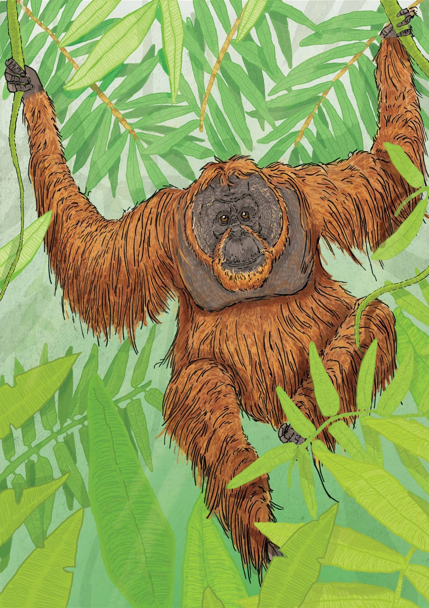 Jungle Orangutan