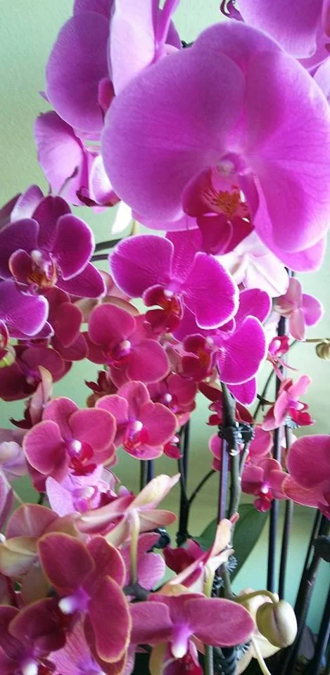 orchidgasm.jpg