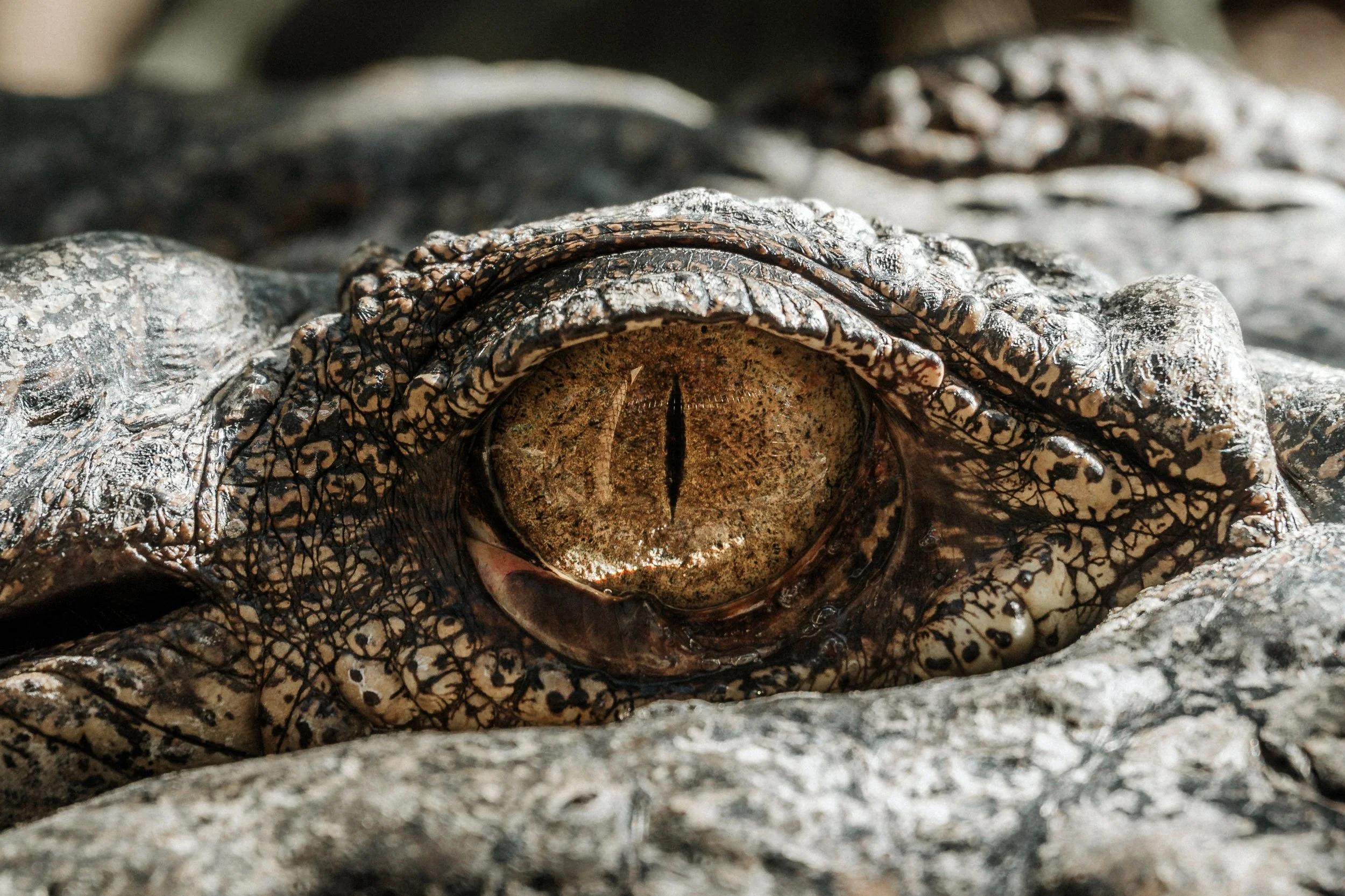 image credit: Samuel Scrimshaw