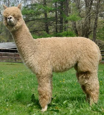 alpacas-ohmy.jpg