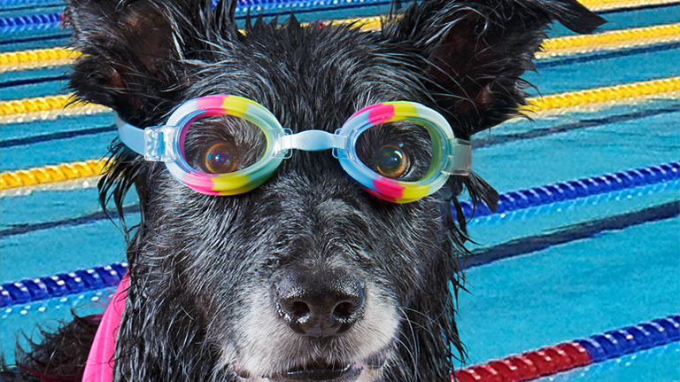 dog in swimming goggles
